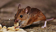 24 Hour & Emergency Exterminators in Campbell, CA